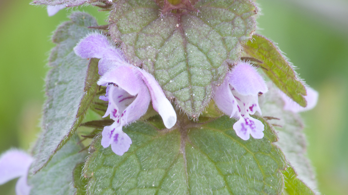 Lamium purpureum